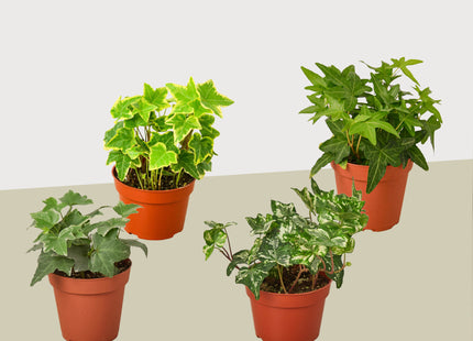 4 Different English Ivy Plants - 4" Pots - Live House Plant