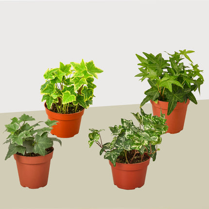 4 Different English Ivy Plants - 4" Pots - Live House Plant