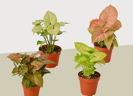 4 Different Syngonium Plants - Arrowhead Plants / 4" Pot / Live Plant