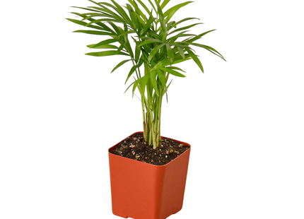 3" Tropical Plant Variety Bundle