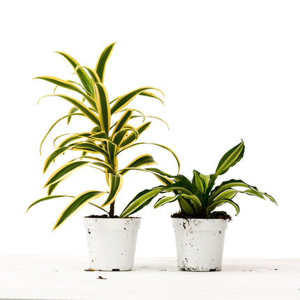 2 Dracaena Variety Pack - 4" Pot