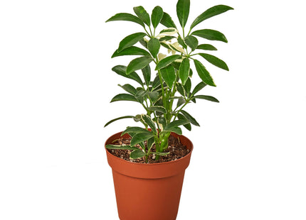 Schefflera Moonlight 'Umbrella Plant'