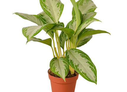 Chinese Evergreen 'Silver Bay'