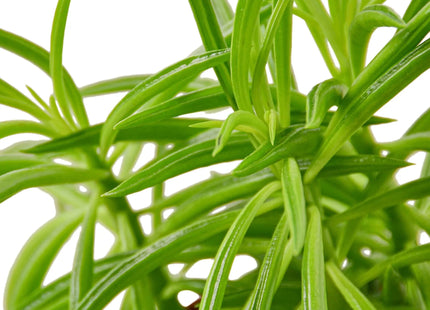 Peperomia 'Green Bean'