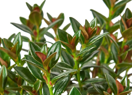 Nematanthus Black Goldfish Plant