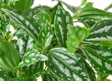Pilea 'Aluminum'
