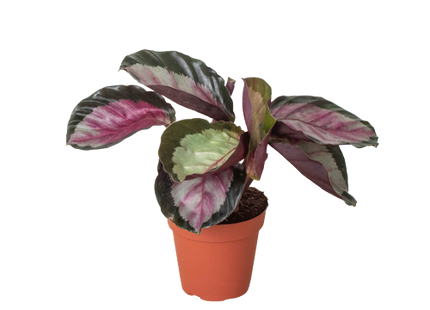 Calathea roseopicta 'Silvia'