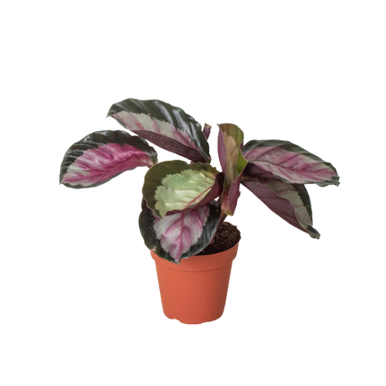 Calathea roseopicta 'Silvia'