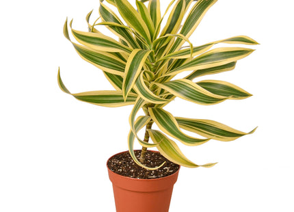 Dracaena 'Song of India'