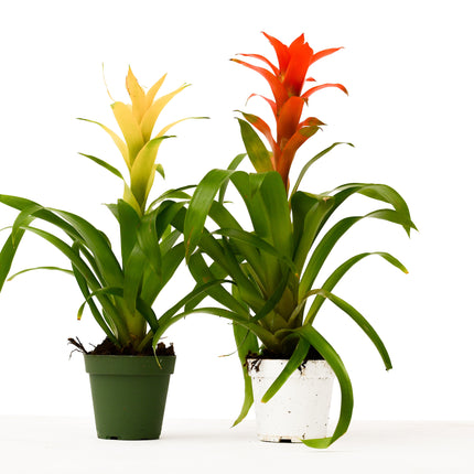 2 Guzmania Bromeliads - 4" Pots