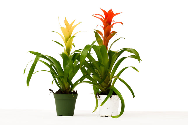 2 Guzmania Bromeliads - 4" Pots | Live Plant for Indoor & Outdoor | House Plant Decor
