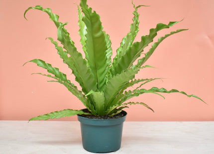 Bird’s Nest 'Victoria' Fern