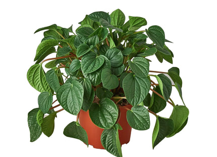 Peperomia 'Rana Verde'