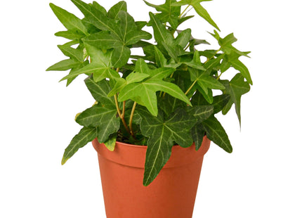 English Ivy Green California