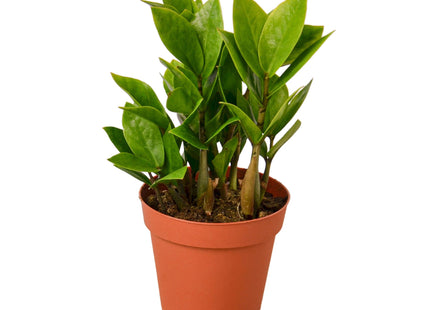 Zamioculcas Zamiifolia ZZ
