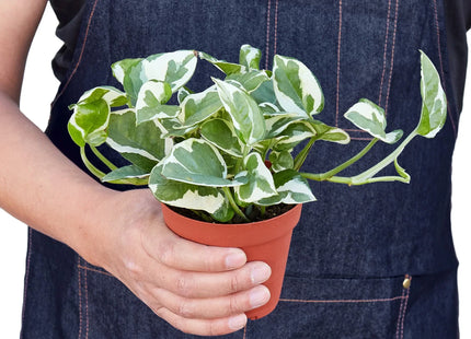 Pothos 'N'joy'