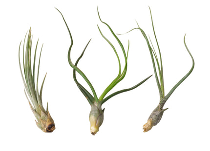 3 Large Tillandsia Air Plant Variety Pack