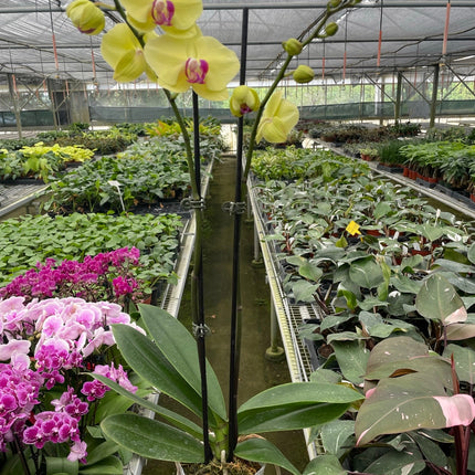 Orchid 'Yellow Phalaenopsis' | Live Plant for Indoor & Outdoor | House Plant Decor