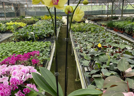 Orchid 'Yellow Phalaenopsis'