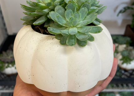 Pumpkin Succulent Garden