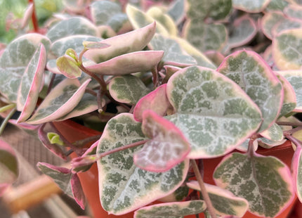 String of Hearts Variegated