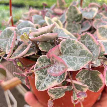 String of Hearts Variegated