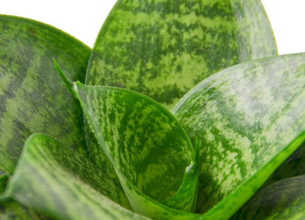 Snake Plant Black Robusta