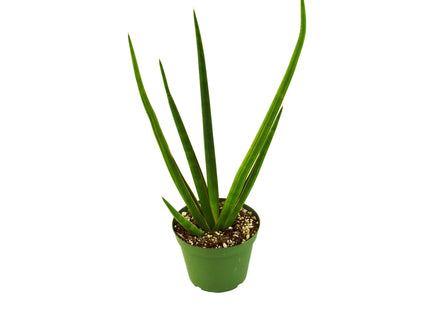 Snake Plant Cylindrica
