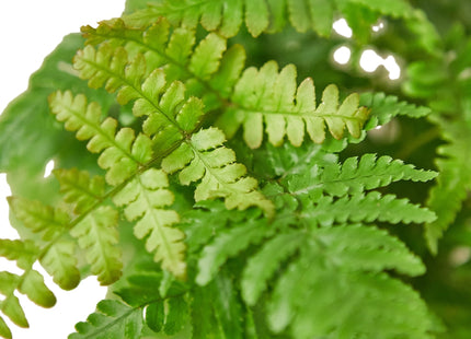 Autumn' Fern