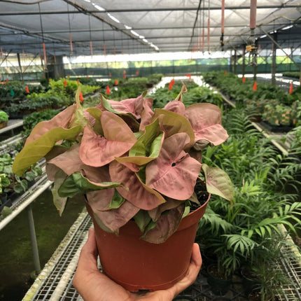 Syngonium Strawberry