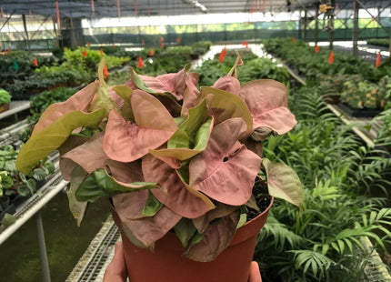 Syngonium Strawberry