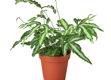 Pteris Cretica 'Albo Fern'