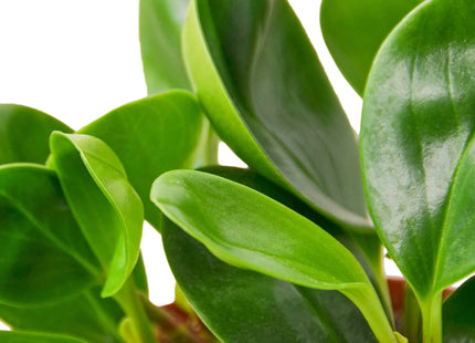 Peperomia Thailand
