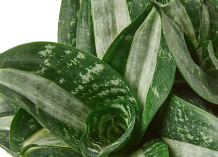 Snake Plant Silver Streak