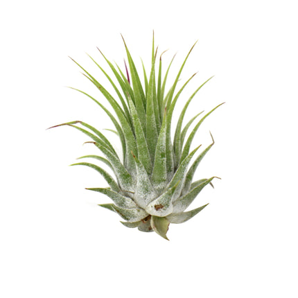 Tillandsia Air Plant Ionantha - 5 Pack