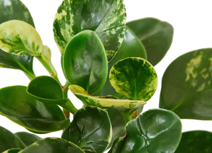 Peperomia 'Marble'