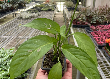 Monstera Adansonii 'Swiss Cheese'