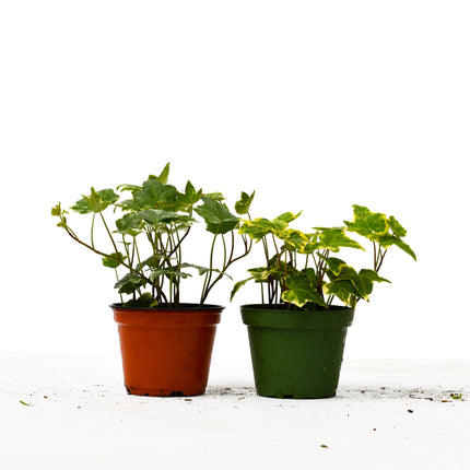 2 English Ivy Variety Pack - 4" Pot