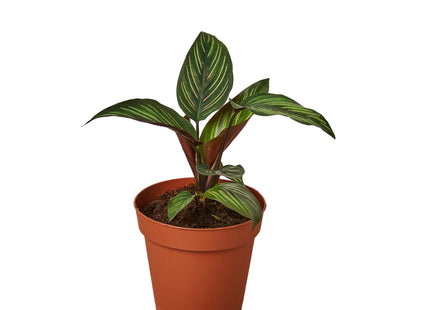 Calathea 'Beauty Star'