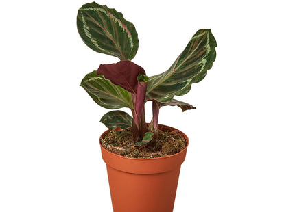 Calathea Roseopicta 'Medallion'