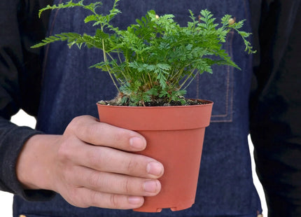 Rabbit's Foot Fern