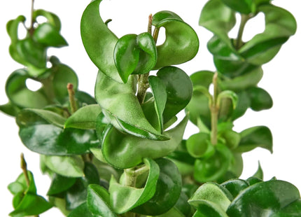 Hoya Rope Plant