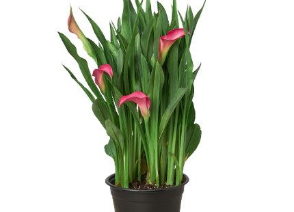 Calla Lily