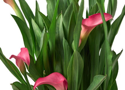 Calla Lily