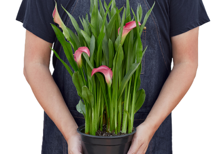 Calla Lily