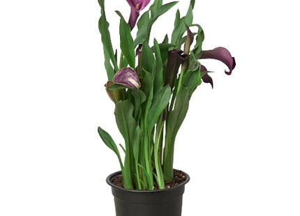 Calla Lily