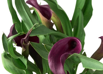Calla Lily