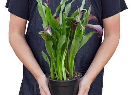Calla Lily