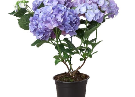 Blue Hydrangea