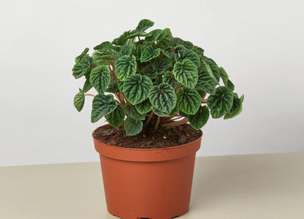 Peperomia 'Ripple'